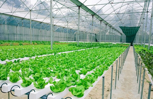 Mô hình trồng rau thủy canh Chi phí đầu tư hệ thống trồng rau thuỷ canh